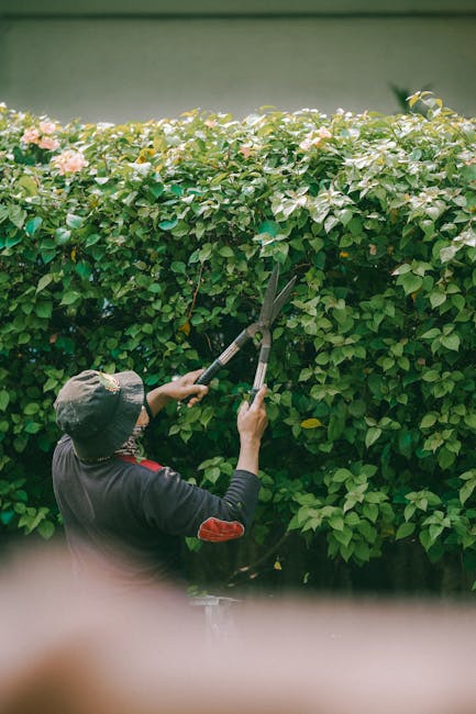 A gardener using specialized hedge shears with yellow and green handles to trim a dense, well-maintained hedge with small, bright green leaves. The gardener is wearing blue jeans and a blue jacket, wi